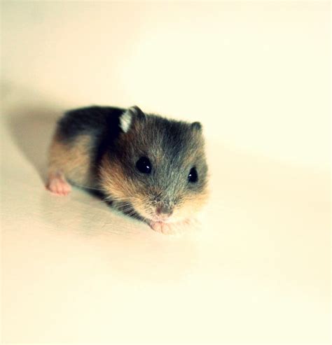 249 best dwarf hamster images on pinterest