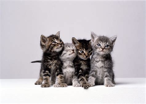 cute kittens      cutest kitten