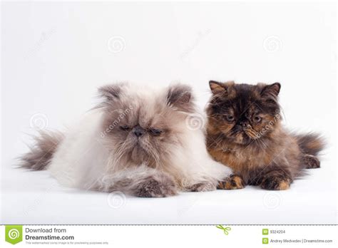 vrouwelijk en mannelijk perzisch kattenras stock foto image  huisdieren veelkleurig