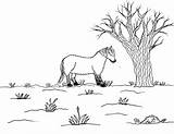 Icelandic Horse Robin Coloring Pages Great Mud Covered Snow sketch template