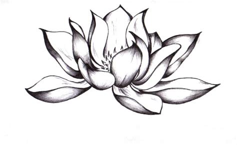 lotus outline picture clipart