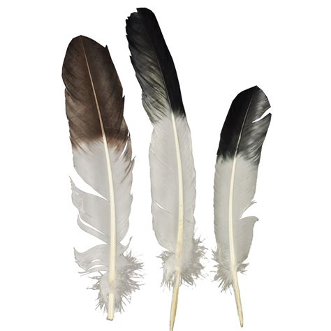 eagle tip feather