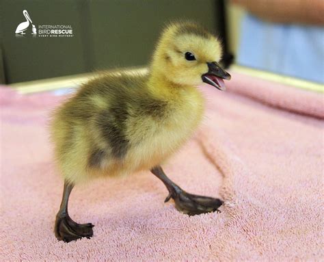 patient   week canada gosling international bird rescue