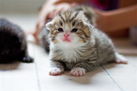 tiny kitten cat kittens cutest cute  animals tiny kitten