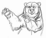 Bear Drawing Pencil Grizzly Drawn Boxing Getdrawings sketch template