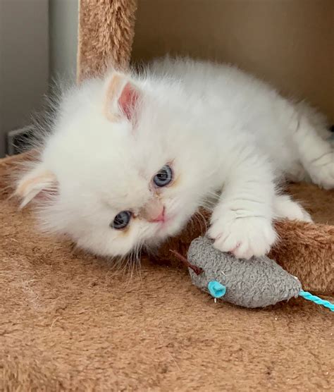 baby lilly rpersiancat
