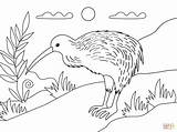 Coloring Kiwi Bird Pages Printable sketch template