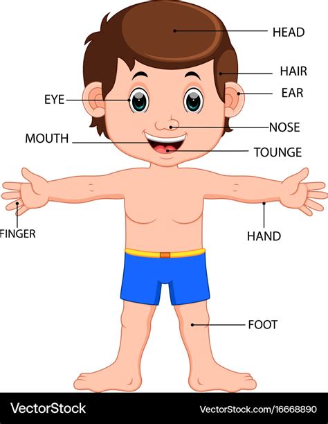 human body chart  kids