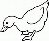 Duck Coloring Pages Ducks Kids sketch template