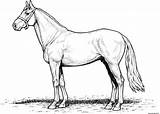 Horse Chevaux Cheval Colorier Stallion Konie Galop Pferde Ligne Draft Zeichnen Kopf Warmblood Kolorowanki Druku Getcolorings Malvorlagen Frison Dla Coloriages sketch template