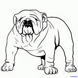 Bulldog English Drawing Bulldogs Draw Bull Cute Dog Face Coloring Pages Line Step Puppy Colouring Dragoart Easy Picasso Drawings Cartoon sketch template