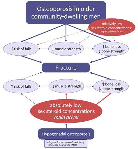 Impact Of Sex Steroids On Fracture Development In Older Download