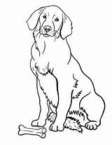 Retriever Coloring Pages Printable Getcolorings Golden sketch template