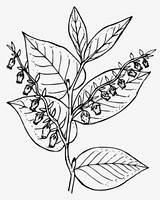 Salal Clipartkey sketch template