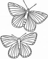 Butterflies Realistic sketch template