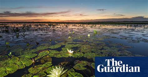 Brazil S Pantanal The World S Biggest Wetland In