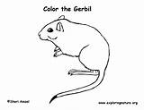 Gerbil Coloring Downloading Printing Pdf Sponsors Wonderful Support Please Exploringnature sketch template