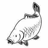 Carp Svg Karp Drawing Fishing Silhouette Drawings Rigs Ryba Tackle Fish Logo Underwater Imagining Environment Designed Need Way Board Clipartmag sketch template