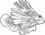 Lionfish Coloring Getdrawings Getcolorings sketch template