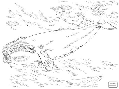 sperm whale line drawing at free for personal use sperm whale line drawing of