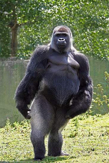 pose gorilla standing upright  dave ashwin photo stock