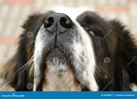 sluit omhoog van de snuit van de hond stock afbeelding image  toewijding loyaal