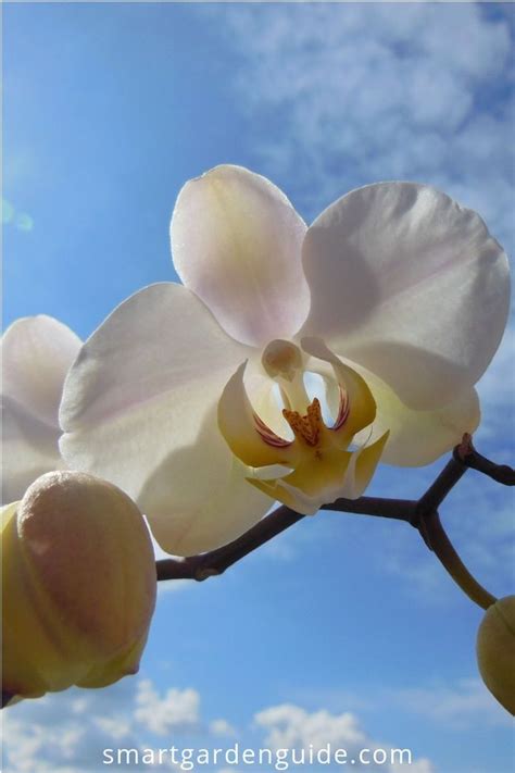 Orchid Care For Beginners Make Growing Phalaenopsis Orchids At Home