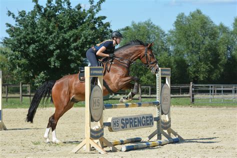 ready  showjumping  jumping exercises  great   horse