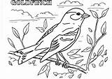 Goldfinch American Drawing Coloring Print Pages Getdrawings sketch template