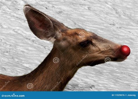 rudolf  red nosed reindeer royalty  stock image image