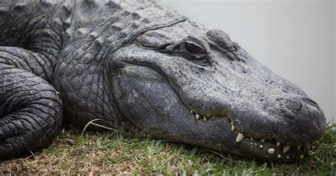 dinosaur researchers drugged alligators  study dino hearing cnet