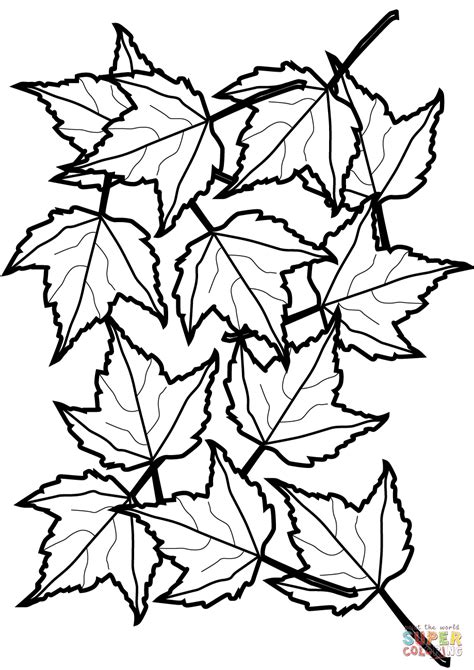 autumn maple leaves coloring page  printable coloring pages