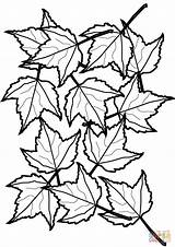 Leaves Maple Coloring Pages Drawing Autumn Printable Getdrawings sketch template