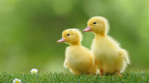 newborn ducklings  understand abstract relational concepts mental