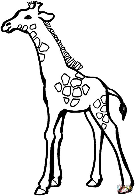 baby giraffe coloring page  printable coloring pages
