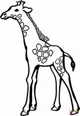 Giraffe Coloring Baby Pages sketch template