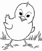 Coloring Pages Chicken Yahoo Search sketch template