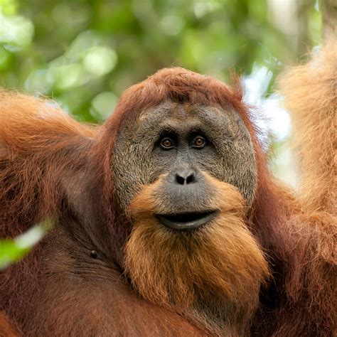 sumatran orangutan pongo abelii  animals