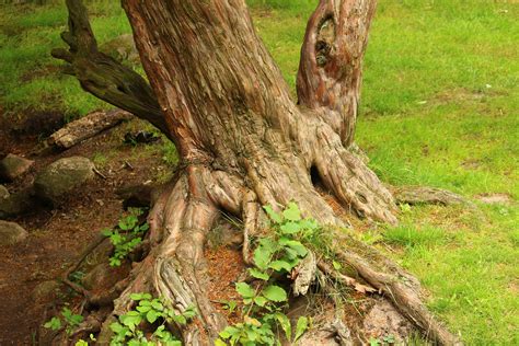 images branch wood flower trunk overgrown bark log