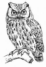 Owl Coloring Screech Pages Color Realistic Coloring4free Owls Eagle Printable Animals Adults Books Animal Google Drawing Drawings Eastern Gif Colouring sketch template