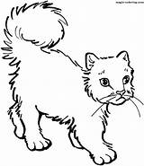 Cat Coloring Pages Cats Printable Colouring Cliparts Supercoloring Safety Children Desenhos Colorir Kids Color Magic Para Walk Learning Printables Super sketch template