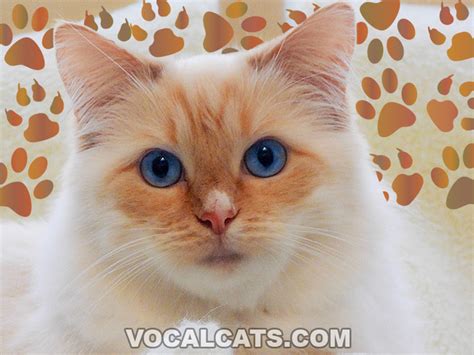 flame point ragdoll complete guide vocal cats