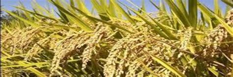 rice plants  grow  clones  seed nexus newsfeed