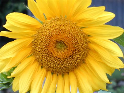 sunflower  photo  freeimages