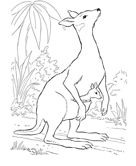 tree kangaroo coloring   designlooter