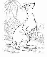 Coloring Pages Kangaroo Animal Animals Printable Baby Wild Cute Kids Australian Babies Color Tree Honkingdonkey Native Clipart Sheets Realistic Their sketch template