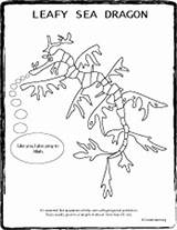 Leafy Coloring Seadragon Designlooter Cartoon sketch template