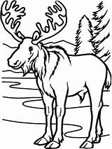 Moose Deciduous Temperate sketch template