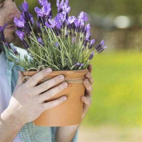 grow lavender   pot growing lavender lavender plant care