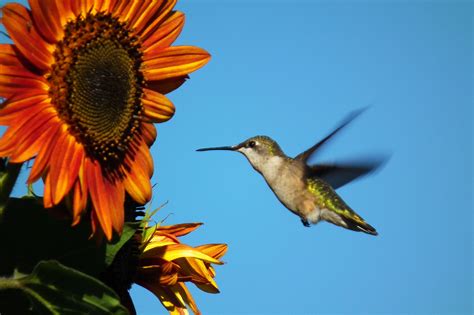 pin  hummingbirds